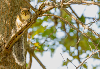 Grey squirrel perched in a tree.