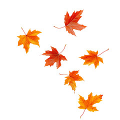 Collection of Autumn Maple Leaves Isolated on White and Transparent Background