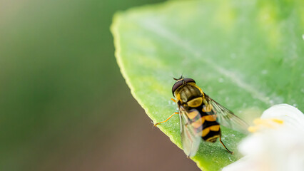 Fototapeta premium Close-up view of a hoverfly perched on a green leaf in a natural setting during daylight hours