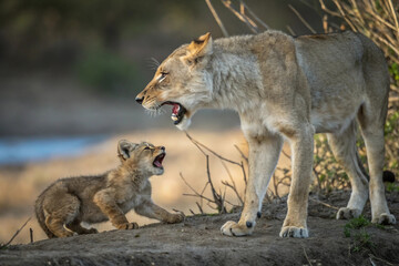 Obraz premium A mother animal protecting its young from a predator