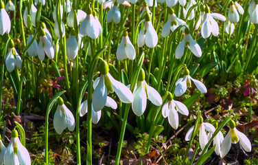 Obraz premium Galanthus nivalis early blooming spring flowers, primroses - ephemerids