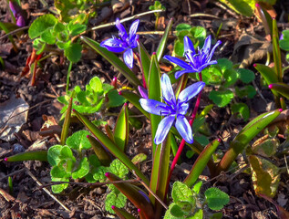 Scilla bifolia - the alpine squalor two-leaf squill, is a herbaceous perennial plant growing from...