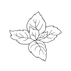 Cute hand drawn basil leaves. The ingredient for various meals in cooking.