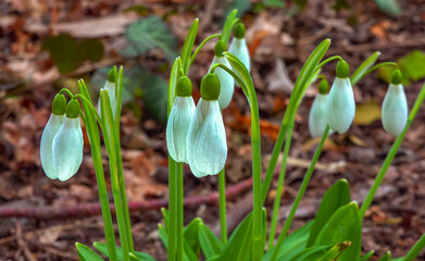 Galanthus nivalis early blooming spring flowers, primroses - ephemerids