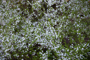 spring blossoms on branches, tree in bloom in spring, white flowers on trees

