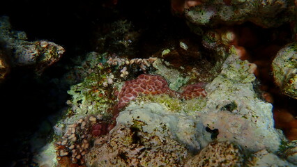 Crust coral (Leptastrea purpurea) undersea, Red Sea, Egypt, Sharm El Sheikh, Montazah Bay
