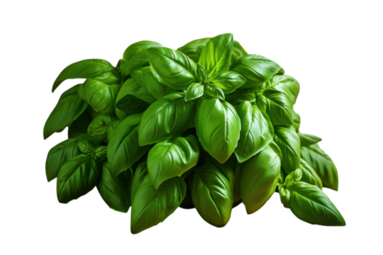 Fresh basil leaves arranged on a wooden table in a cozy kitchen setting during daylight hours