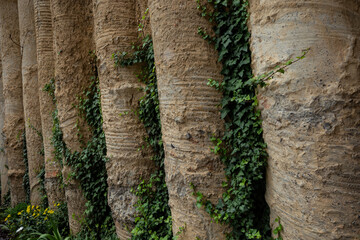 column wall, decoration, creeper on a column