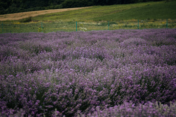 Lavender field, lavender bushes, lavender flowers, purple flowers