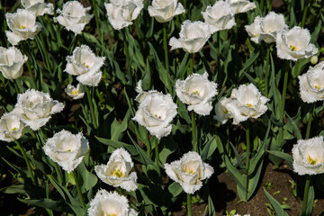 Fototapeta premium white flowers in the garden, a field of white tulips