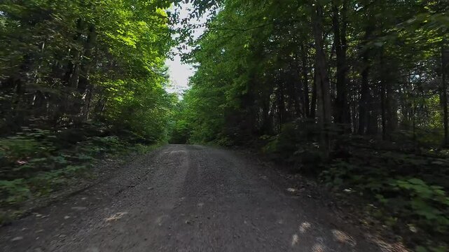 Wild green forest dirt road point of view. Car view bumpy off road driving. Front view Driving Plate looking forward. Sunlight tree  canopy shadows on winding forest road. POV driving movie backing.