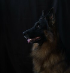german shepherd portrait