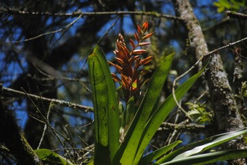 Bromeliad