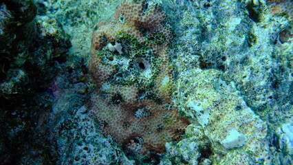 Crust coral (Leptastrea purpurea) undersea, Red Sea, Egypt, Sharm El Sheikh, Montazah Bay