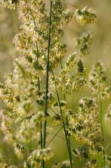 Wiesen-Knäulgras,  Dactylis glomerata L.