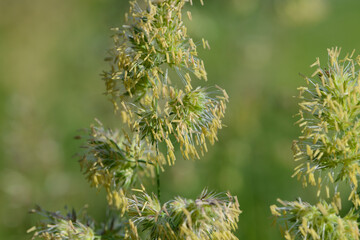Wiesen-Knäulgras,  Dactylis glomerata L.