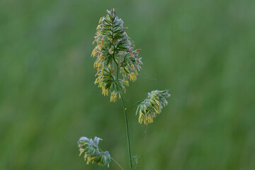 Wiesen-Knäulgras,  Dactylis glomerata L.