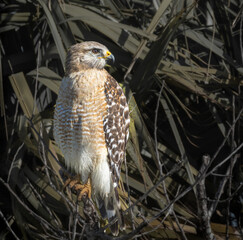 Red shouldered Hawk at the Stick Marsh, Florida.