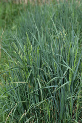 Wiesen-Knäulgras,  Dactylis glomerata L.