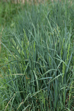 Wiesen-Kn&auml;ulgras,  Dactylis glomerata L.