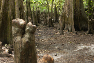 Fototapeta premium Ancient mangrove trees along the Hillsboro River in State Park