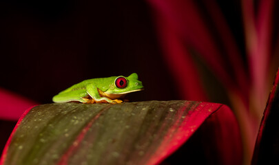 A red-eyed tree frog in Costa Rica