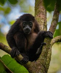 A howler monkey in Costa Rica