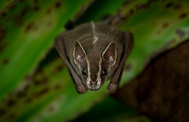 Tent making bat in Costa Rica