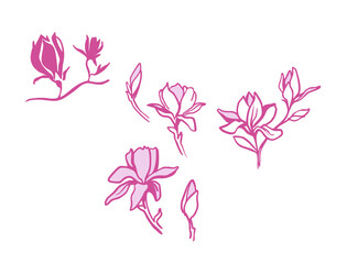 Magnolia flower lily apple tree quince pink magenta