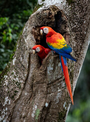 A scarlet macaw in Costa Rica
