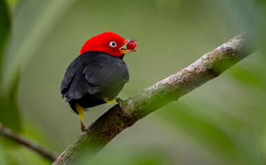 Red capped manakin in Costa Rica