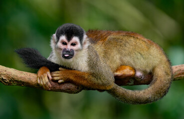 A squirrel monkey in Costa Rica