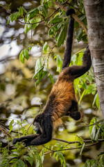 Obraz premium A howler monkey in Costa Rica