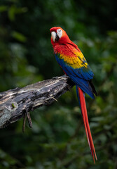 A scarlet macaw in Costa Rica