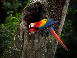 A scarlet macaw in Costa Rica