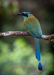 A motmot in Costa Rica 