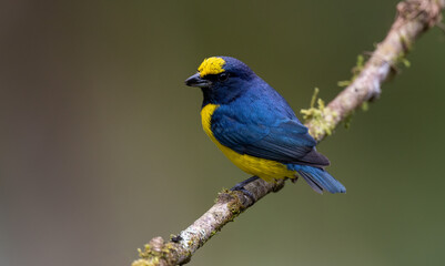 A euphoria in Costa Rica