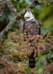Ornate Hawk Eagle in Costa Rica