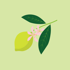 Branch flowering lemon with fruits. Summer exotic and tropic elements. Vector print for card, t shirt, decor.
