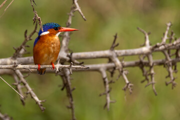 Eisvogel in Afrika