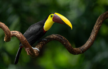 A toucan in Costa Rica