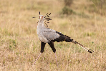 Sekretär in Afrika