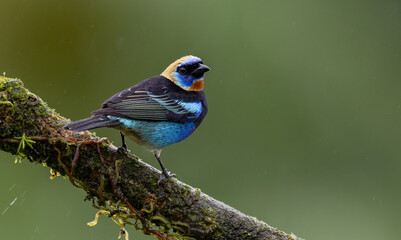Golden hooded tanager in Costa Rica