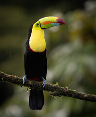 A toucan in Costa Rica
