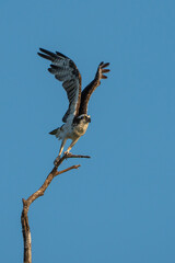 osprey in starting the flight