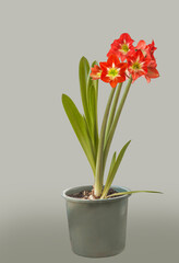 Bud and flowers red and white   Amaryllis (Hippeastrum)  on gray background.