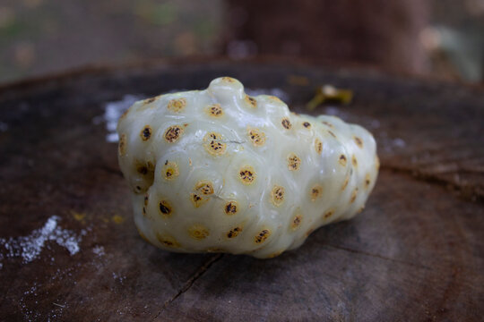Noni Morinda citrifolia