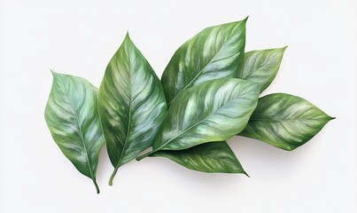 Fototapeta premium Tropical leaves, top view, elegant design, for print or digital