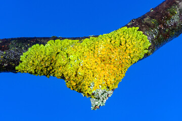 Xanthoria parietina - yellow-green lichen on a tree branch against the blue sky, Odessa