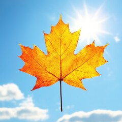 Obraz premium Autumn Leaf on a Clear Day